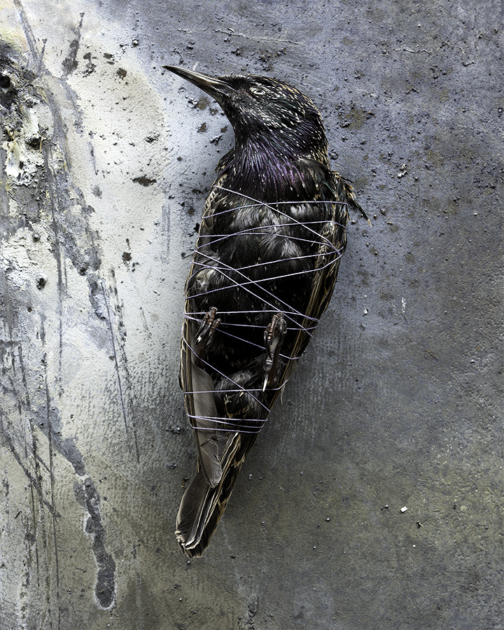 European Starling (Sturnus vulgaris)